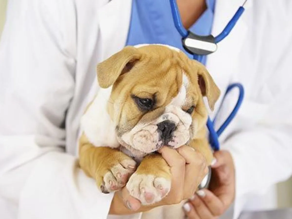 Cachorro bulldog durante una revisión veterinaria