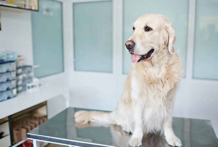 Perro golden retriever en una sala de consulta