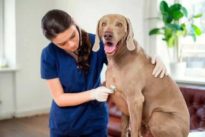 Perro grande durante una revisión con estetoscopio