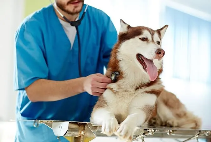 Perro husky durante una consulta veterinaria