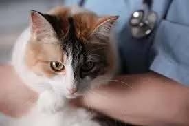 Gato acompañado durante una revisión veterinaria