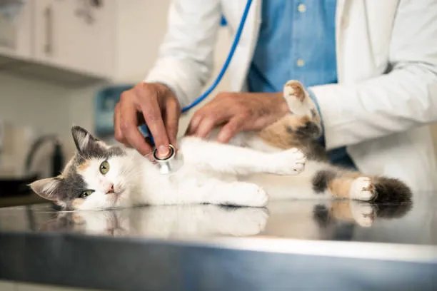 Gato recostado durante una auscultación